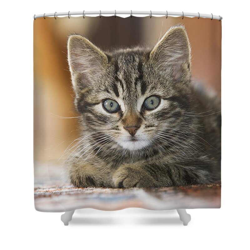 Mp Shower Curtain featuring the photograph Domestic Cat Felis Catus Kitten #1 by Konrad Wothe