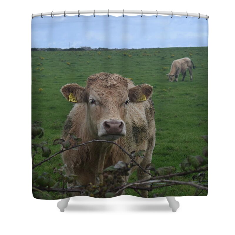 Ireland Shower Curtain featuring the photograph Doolin Cow #1 by Curtis Krusie