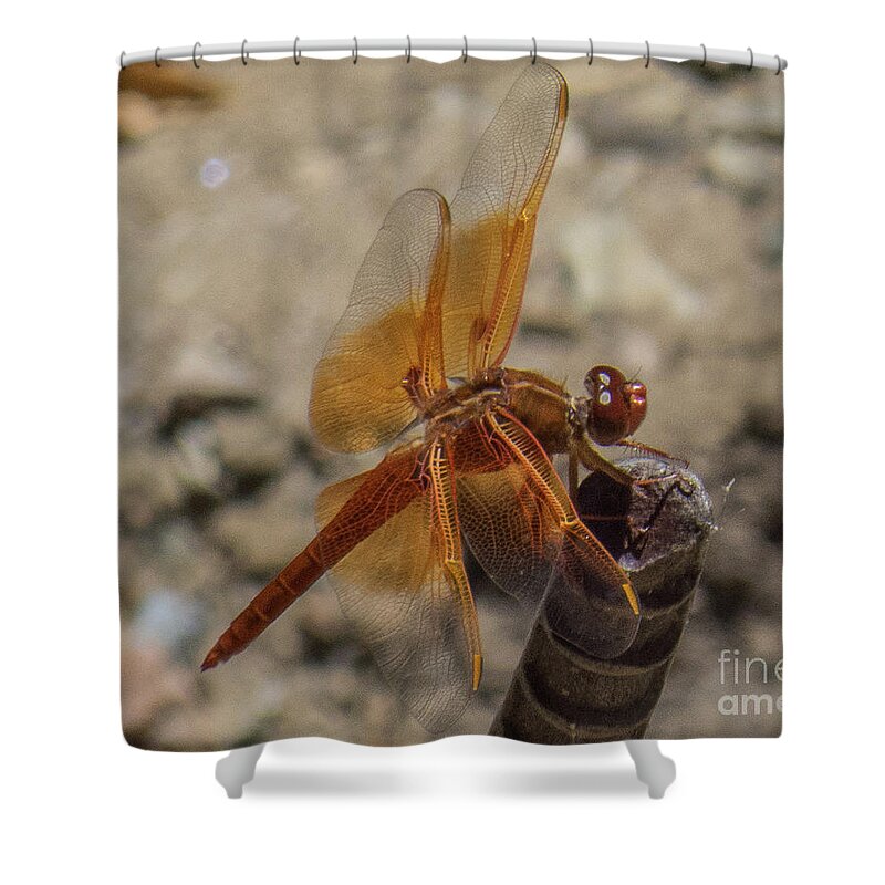 Dragonfly Shower Curtain featuring the photograph Dragonfly 18 by Christy Garavetto