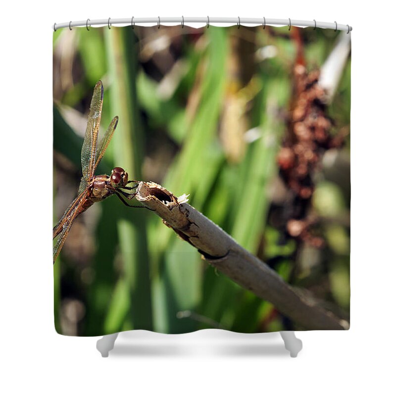 Dragonfly Shower Curtain featuring the photograph Dragonfly #1 by Travis Rogers