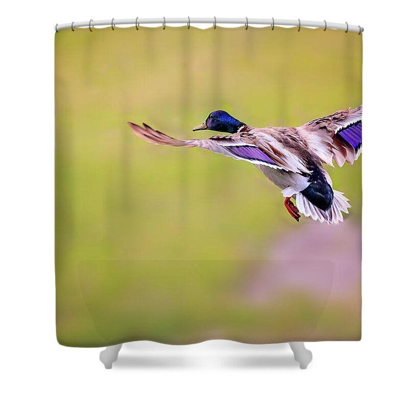 Animal Shower Curtain featuring the photograph Duck-drake by Peter Lakomy