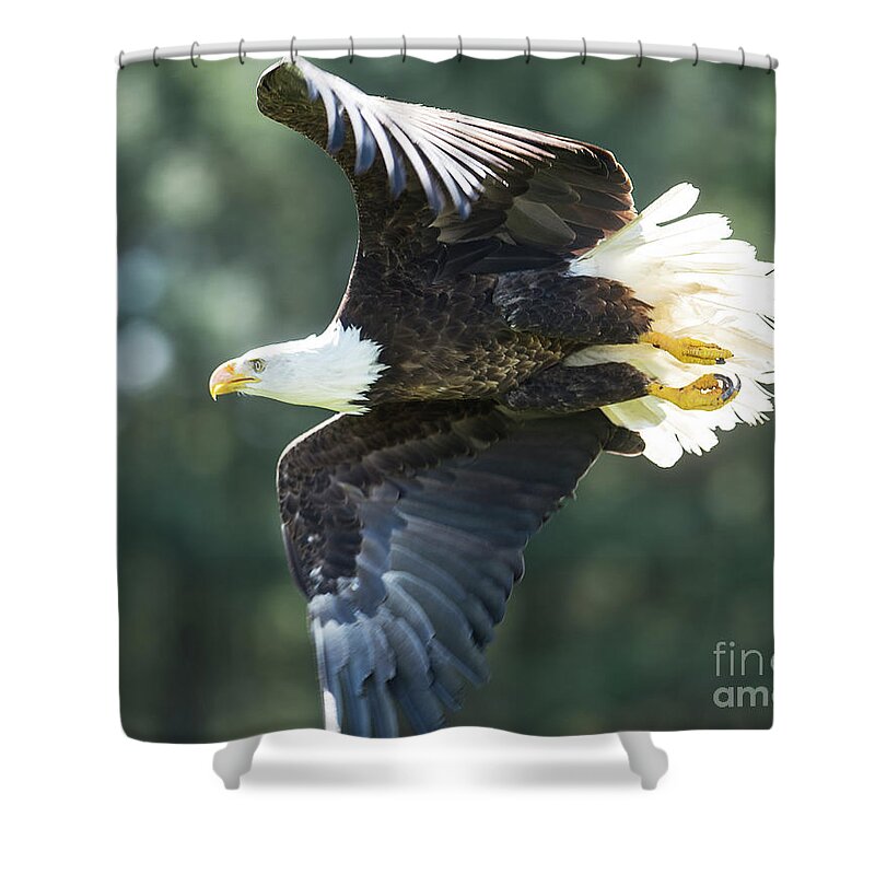 Bald Eagle Shower Curtain featuring the photograph Eagle Flying 3005 #1 by Steve Somerville