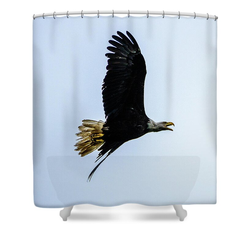 Eagle Shower Curtain featuring the photograph Eagle by Jerry Cahill