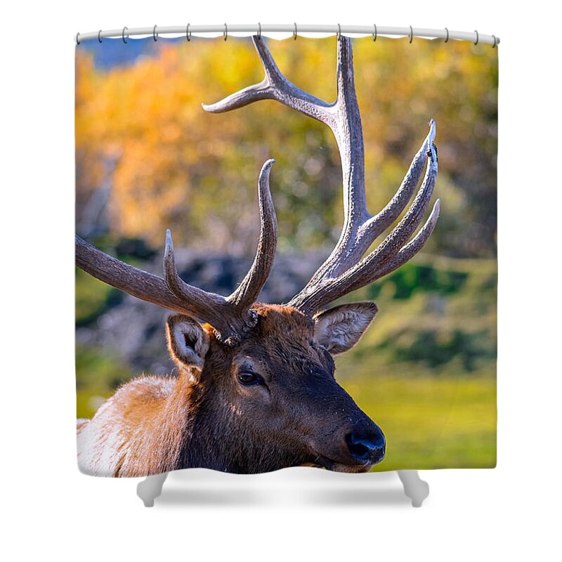  Shower Curtain featuring the photograph Elk 2 by Brian Stevens