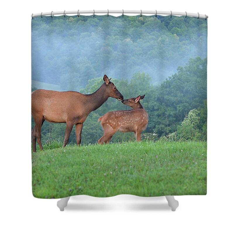 Mammals Shower Curtain featuring the photograph Elk Getting to Knows One Another #1 by Alan Lenk