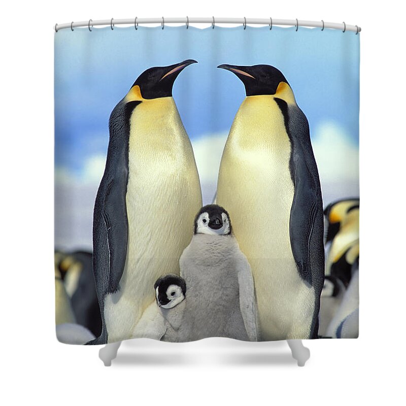 Mp Shower Curtain featuring the photograph Emperor Penguin Aptenodytes Forsteri #1 by Konrad Wothe