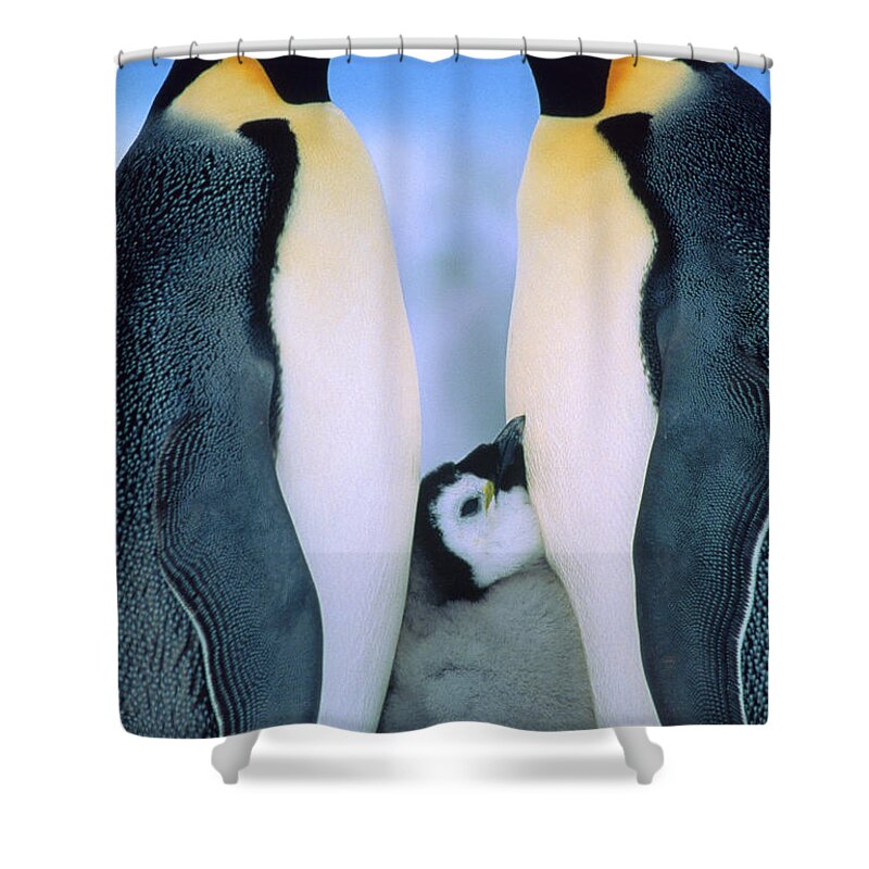 00140141 Shower Curtain featuring the photograph Emperor Penguin Family #1 by Tui de Roy