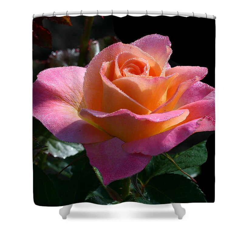 Rose Shower Curtain featuring the photograph Enchantment #1 by Doug Norkum