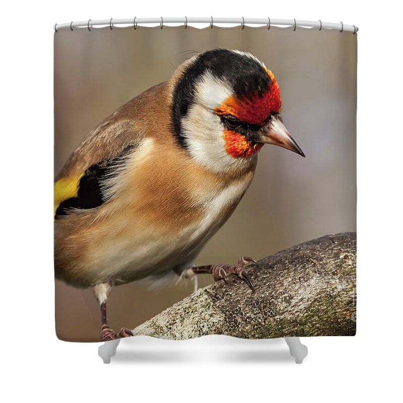 Goldfinch Shower Curtain featuring the photograph European goldfinch bird close up  #9 by Simon Bratt