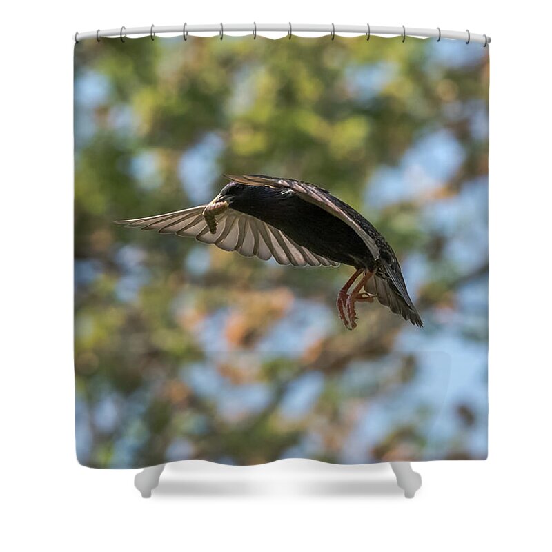 Starling Shower Curtain featuring the photograph European Starling  by Holden The Moment