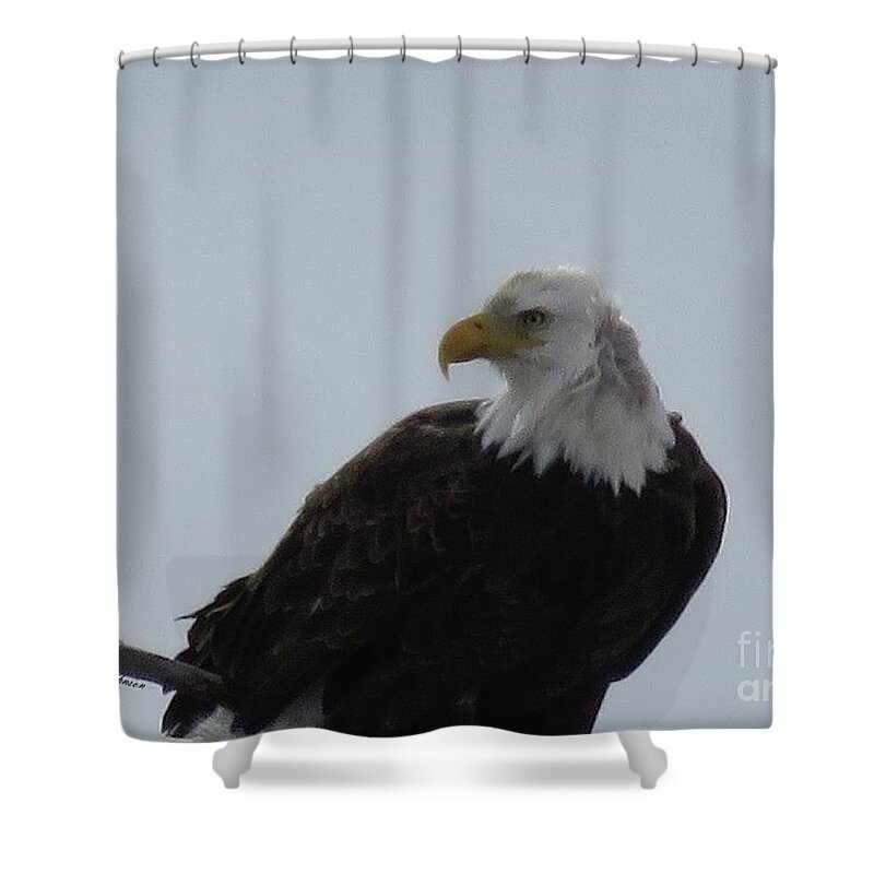 Bold Eagle Shower Curtain featuring the photograph Eye on you by Yumi Johnson