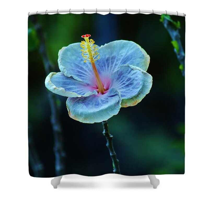 Hibiscus Shower Curtain featuring the photograph Fading Beauty #1 by Craig Wood