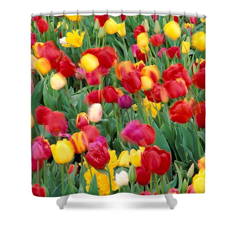 Angel Shower Curtain featuring the photograph Field Of Tulips #1 by Greg Vaughn - Printscapes