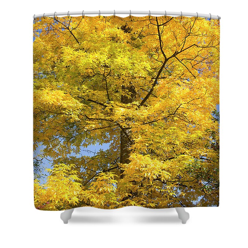 Carya Cordiformis Shower Curtain featuring the photograph Fire In The Sky #1 by Tim Gainey