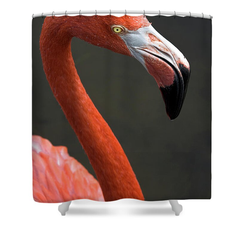 Flamingo Shower Curtain featuring the photograph Flamingo by Christopher Holmes