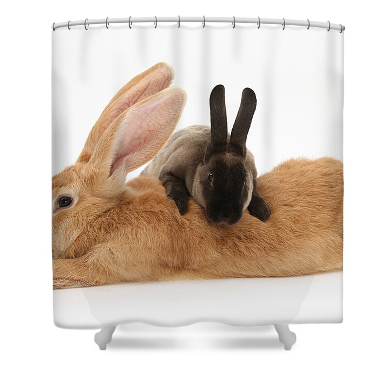 Nature Shower Curtain featuring the photograph Flemish Giant Rabbit With Sooty Rex #1 by Mark Taylor