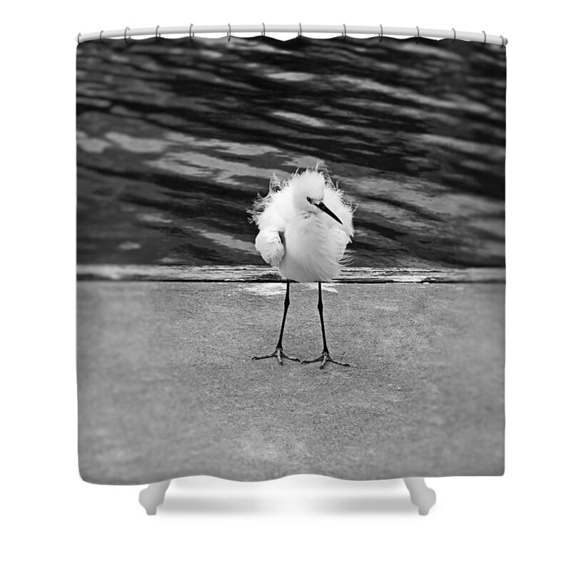 Snowy Egret Shower Curtain featuring the photograph Floating on the Breeze #1 by Michiale Schneider