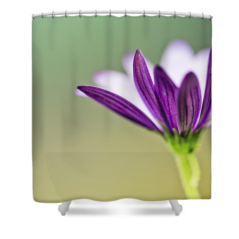 Flower Shower Curtain featuring the photograph Flower on Summer Meadow by Nailia Schwarz