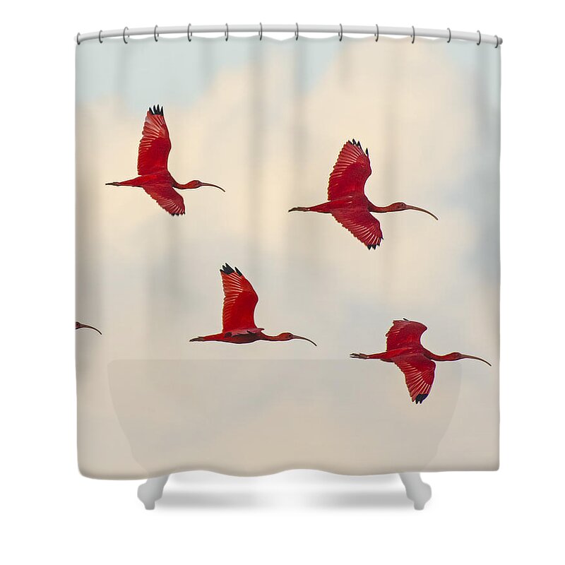Scarlet Ibis Shower Curtain featuring the photograph Frankly Scarlet #1 by Tony Beck