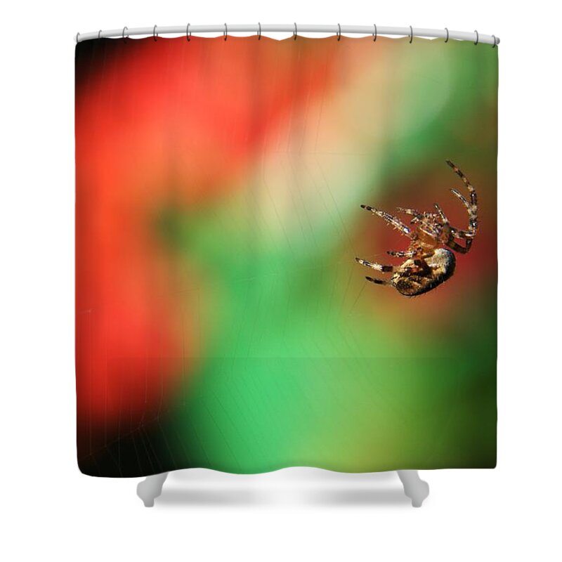 Orb Web Shower Curtain featuring the photograph Garden Cross Spider #1 by Chris Day