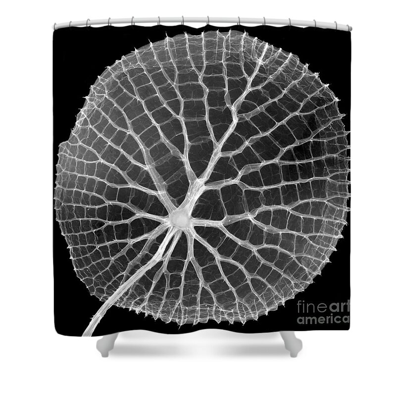 Giant Amazon Water Lilies Shower Curtain featuring the photograph Giant Amazon Water Lily, X-ray #1 by Ted Kinsman