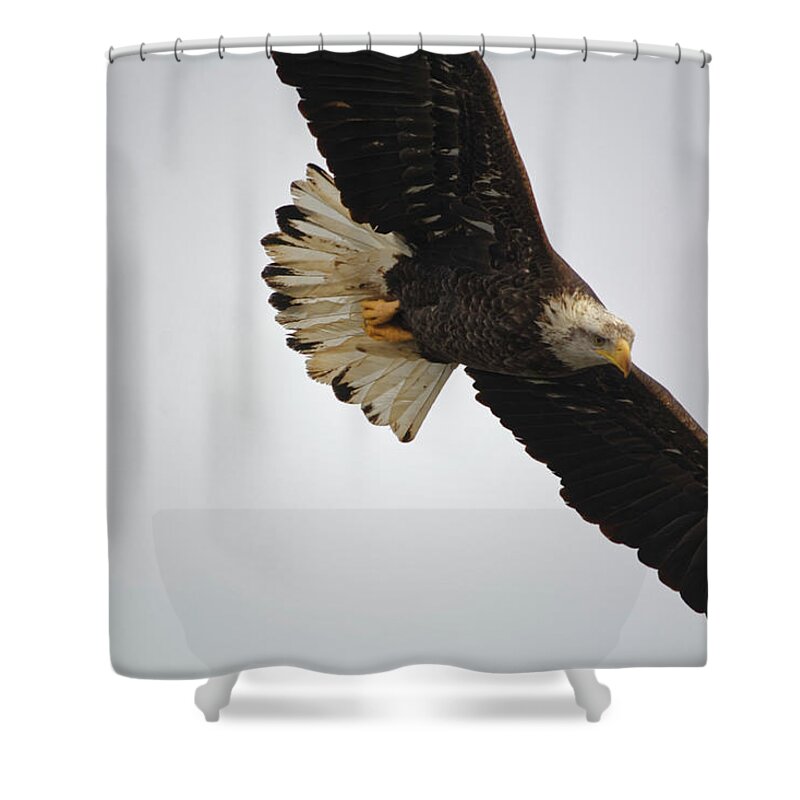 Eagle Shower Curtain featuring the photograph Gliding #1 by Peter Ponzio