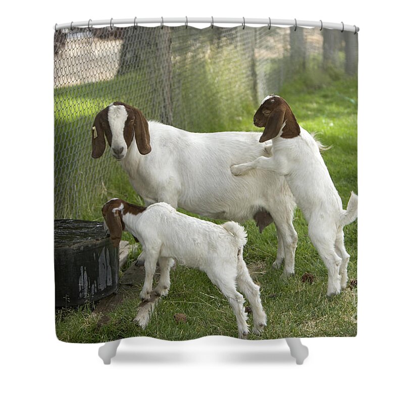 Boer Goat Shower Curtain featuring the photograph Goat With Kids #1 by Inga Spence