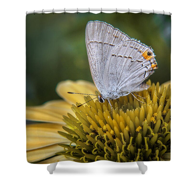 Bloom Shower Curtain featuring the photograph Gray Hairstreak Butterfly #1 by David and Carol Kelly