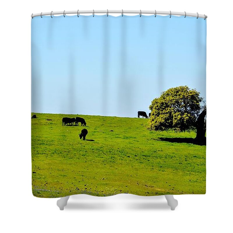 Scenic Shower Curtain featuring the photograph Grazing in the Grass #1 by AJ Schibig