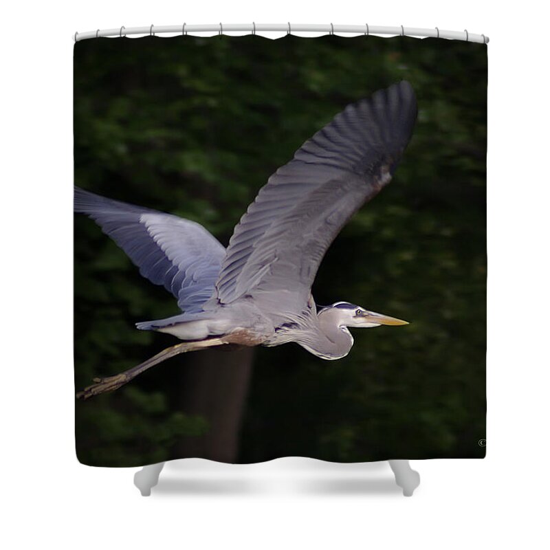 2d Shower Curtain featuring the photograph Great Blue Heron In Flight #1 by Brian Wallace