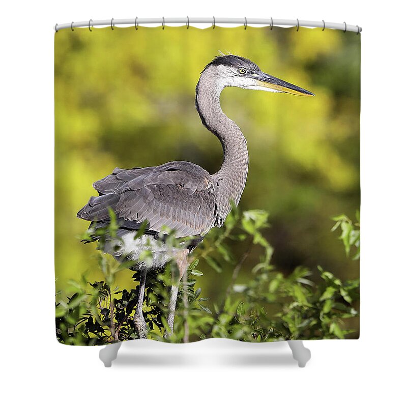 Great Blue Heron Shower Curtain featuring the photograph Great Blue Heron #1 by Jack Nevitt