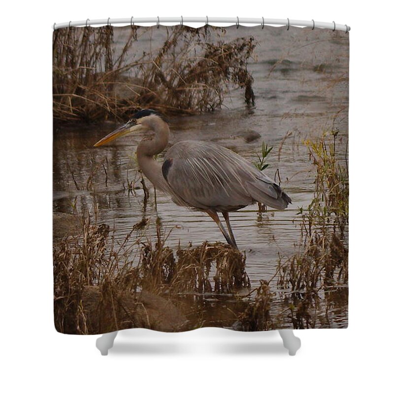Great Shower Curtain featuring the photograph Great blue heron #1 by James Smullins