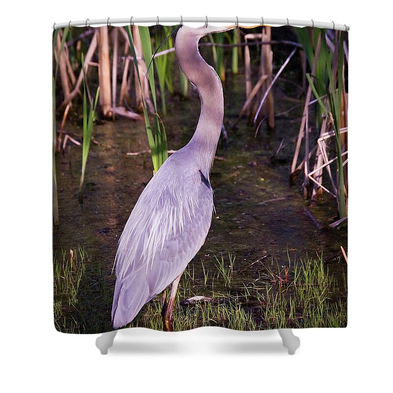 Animals Shower Curtain featuring the photograph Great Blue Heron #1 by Tom Brickhouse