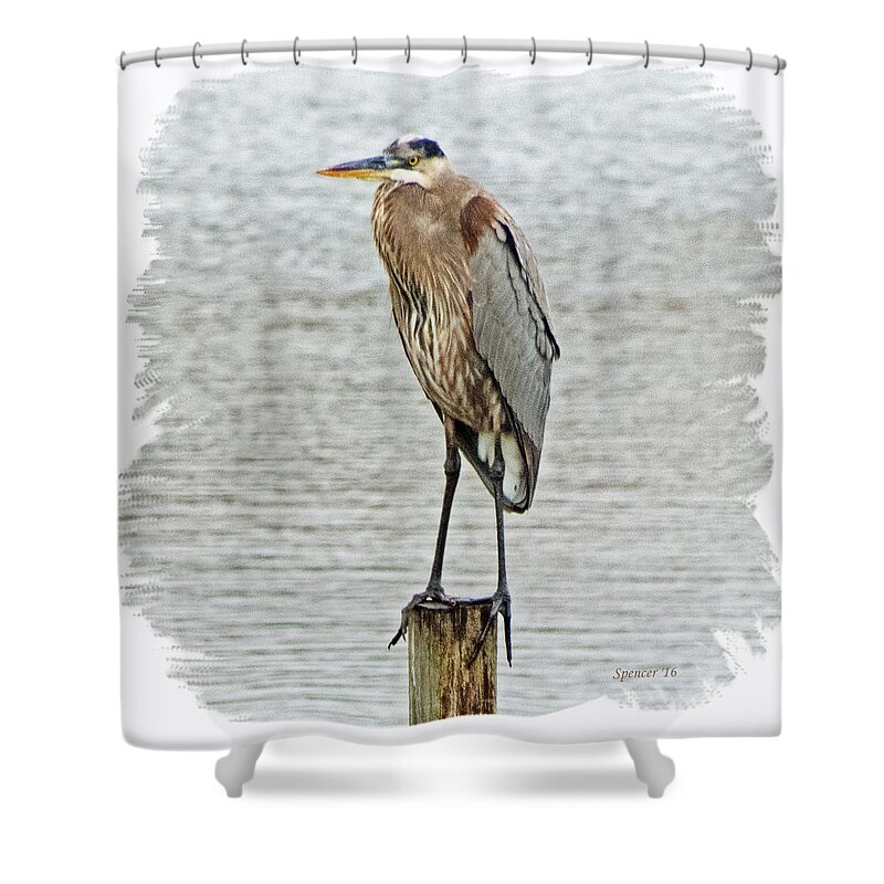 Wildlife Shower Curtain featuring the photograph Great Blue #1 by T Guy Spencer