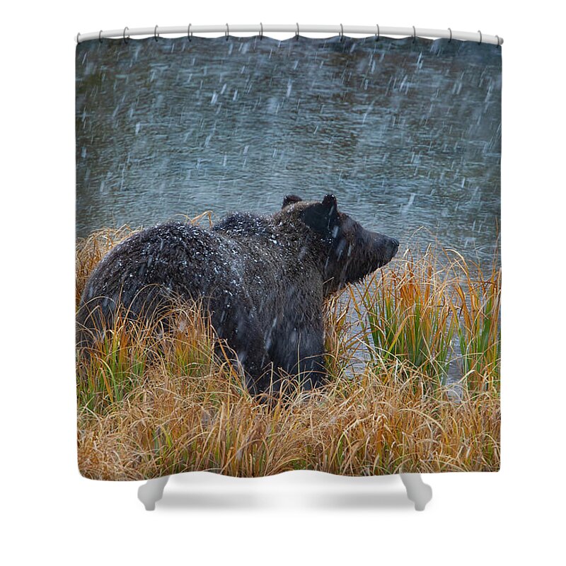 Mark Miller Photos Shower Curtain featuring the photograph Grizzly in Falling Snow by Mark Miller