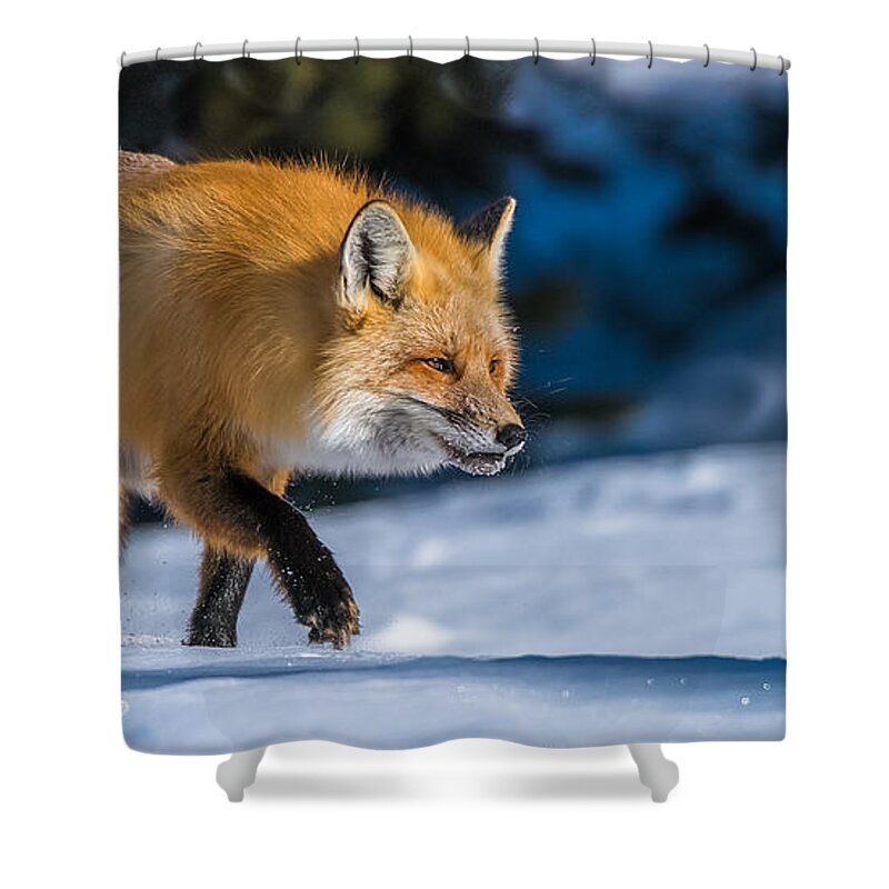 Red Fox Shower Curtain featuring the photograph Handsome Mr. Fox by Yeates Photography