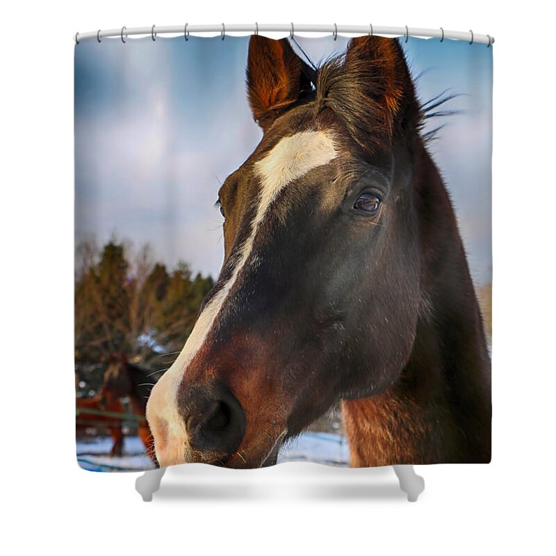 Horse Shower Curtain featuring the photograph Happy Horse #2 by Elizabeth Dow