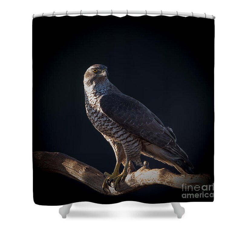 Hawk-eye Shower Curtain featuring the photograph Hawk-eye by Torbjorn Swenelius