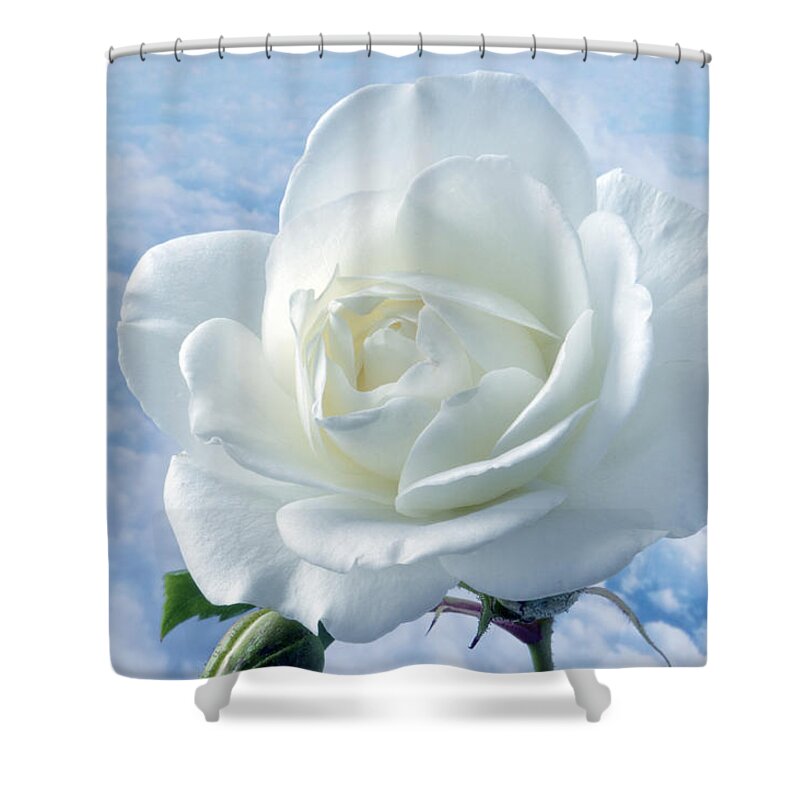 Rose Shower Curtain featuring the photograph Heavenly White Rose. by Terence Davis