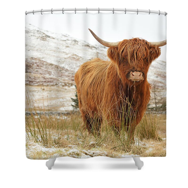 Highland Cattle Shower Curtain featuring the photograph Highland Cow by Grant Glendinning