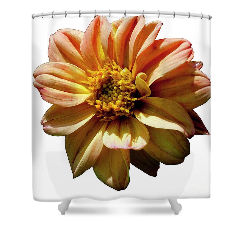 Dahlia Shower Curtain featuring the photograph Lively by Doug Norkum