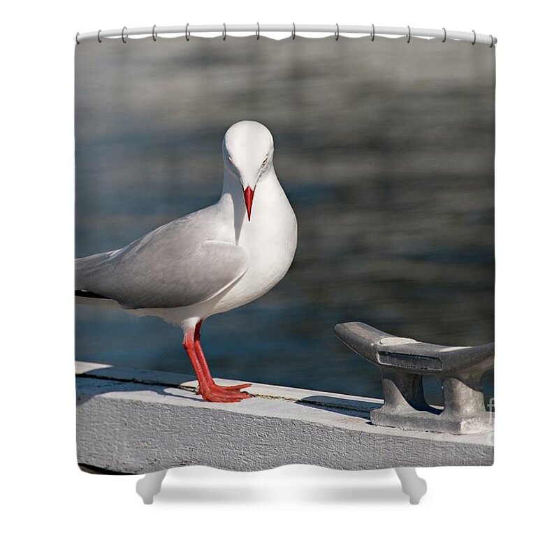 Nature Photography Shower Curtain featuring the photograph Humble Beauty - Seagull #1 by Geoff Childs