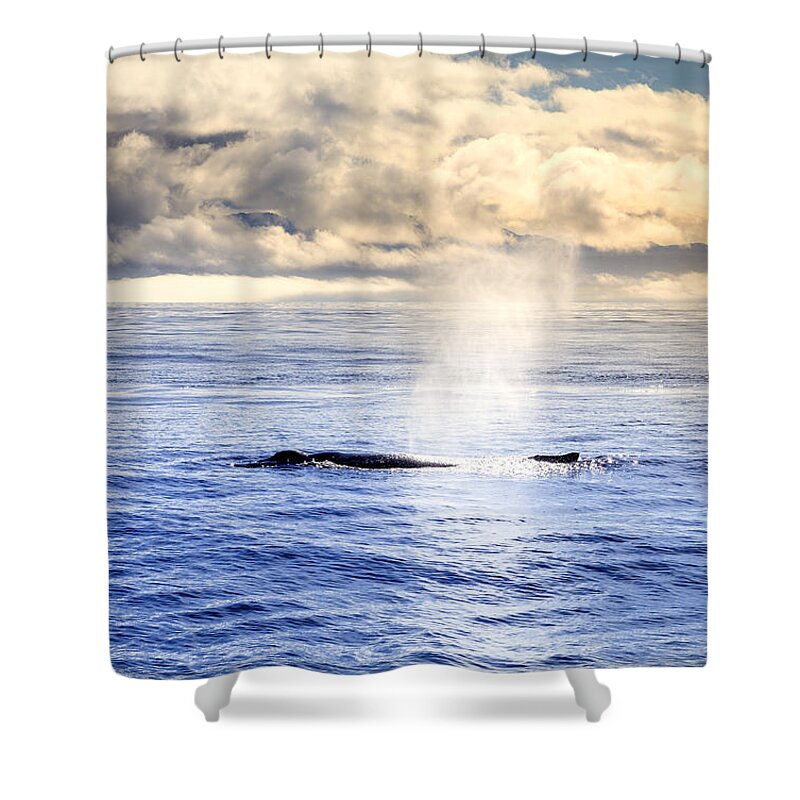 Europe Shower Curtain featuring the photograph Humpback whale plume by Alexey Stiop
