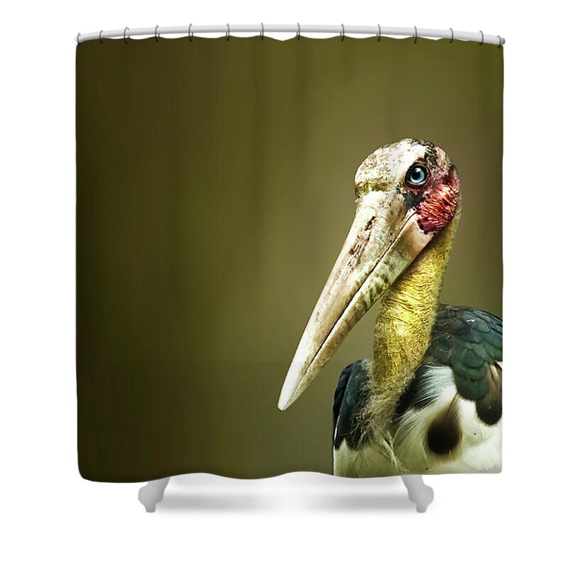 Birds Shower Curtain featuring the photograph I Am Here #1 by Charuhas Images