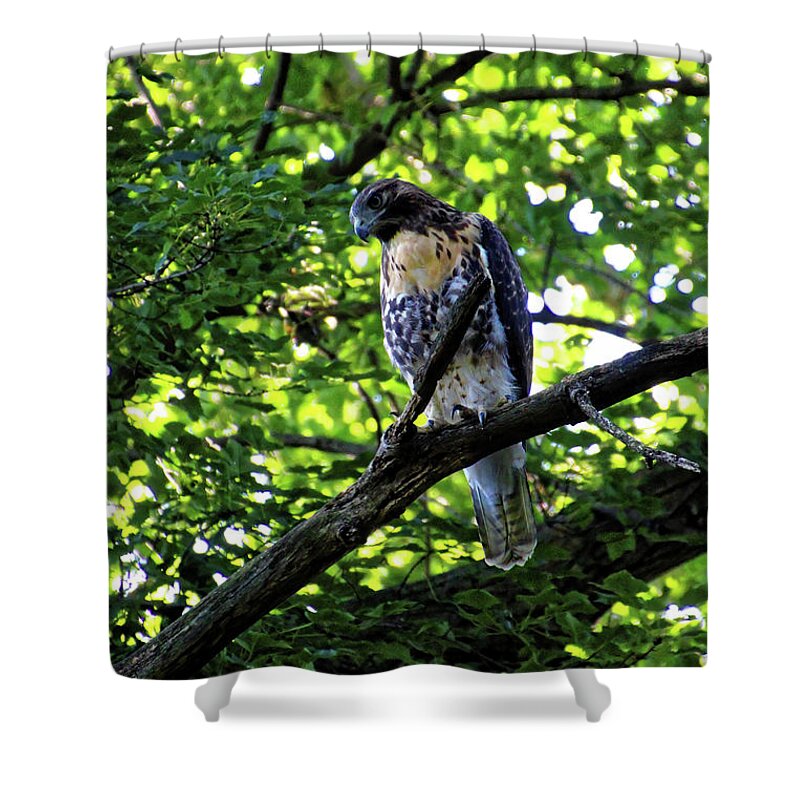 Hawk Shower Curtain featuring the photograph I See You by Doolittle Photography and Art