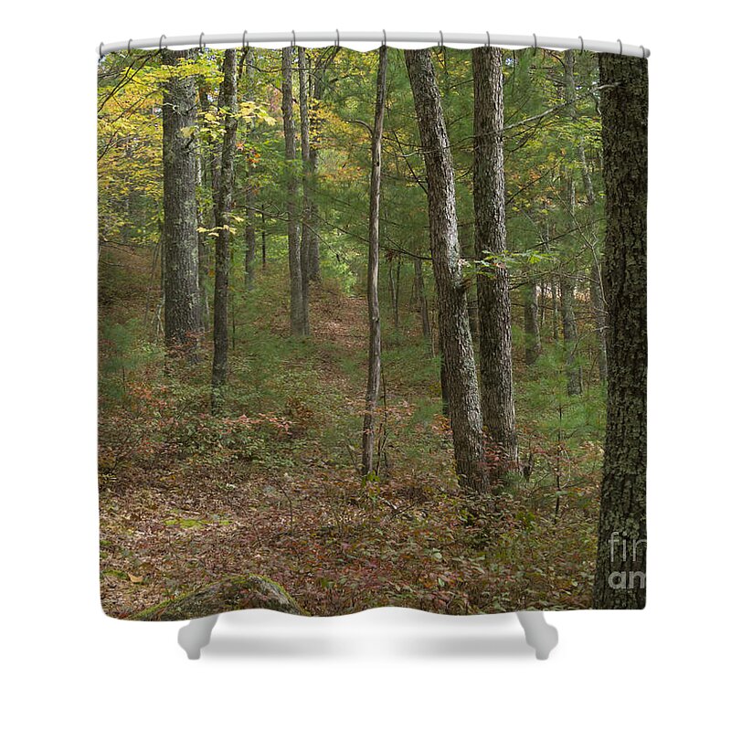 Trees Shower Curtain featuring the photograph In the Woods #1 by Lili Feinstein