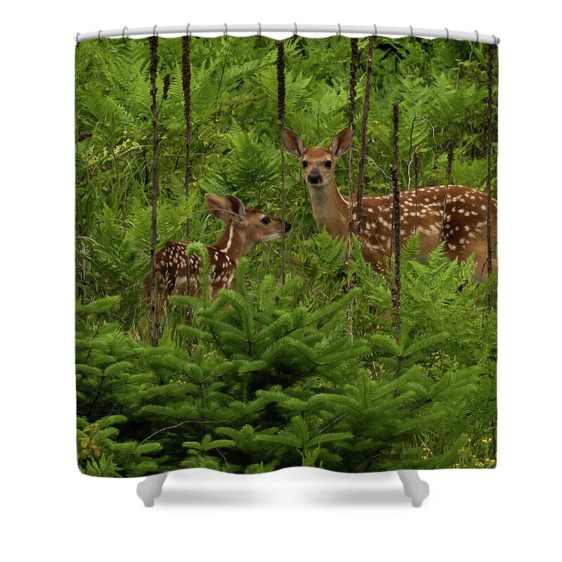 Deer Shower Curtain featuring the photograph Twice the Innocence by Jody Partin