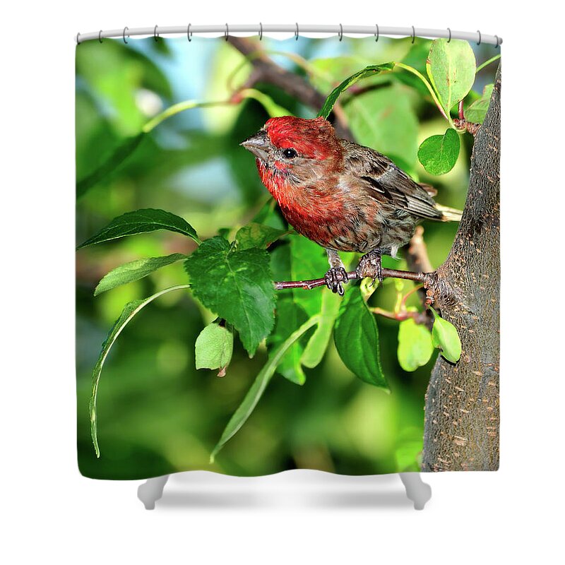 Finch Shower Curtain featuring the photograph Inquisitive #1 by Betty LaRue
