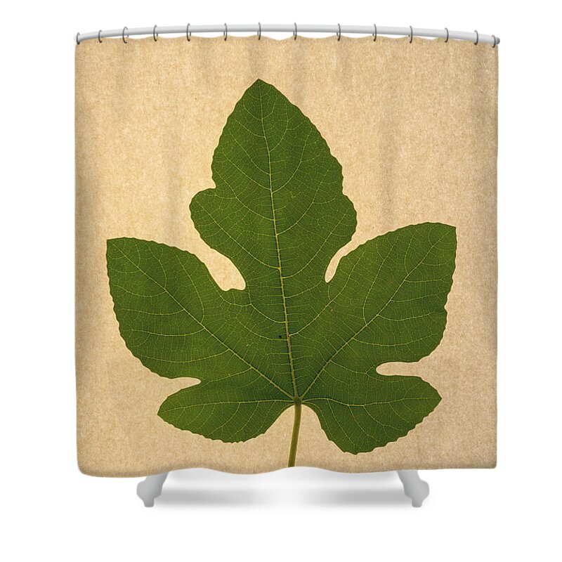 Italian Honey Fig Leaf Shower Curtain featuring the photograph Italian Honey Fig Leaf #1 by Frank Wilson