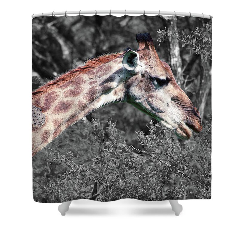 Giraffe Shower Curtain featuring the photograph I've got stories to tell #1 by Samantha Delory